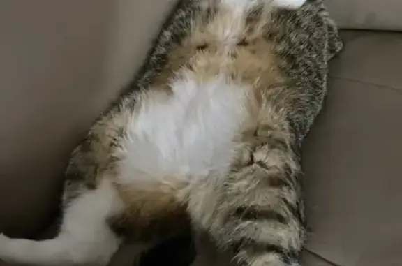 Lost Chubby Cat Lulu: Green Eyes & White Paws