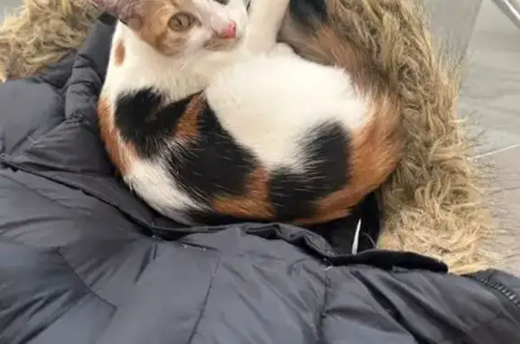 Lost Cat Near East Light Way, Cape Town