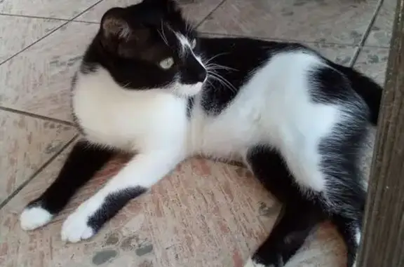 Animaux perdus Bordes, photo: Chat perdu : Ping, noir et blanc, Bordes
