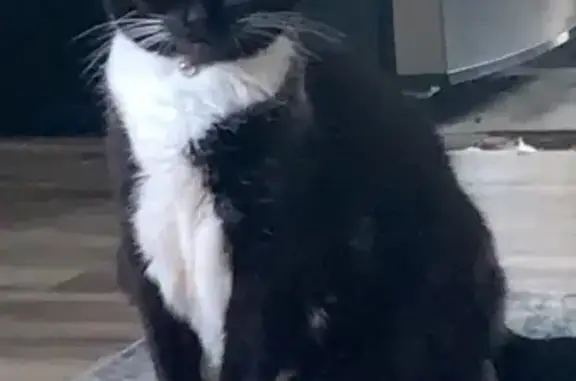 Lost Tuxedo Cat: 8 Yrs, 15lbs, Chester