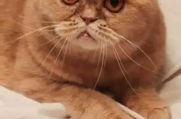 Chat perdu : Darius, persan roux-beige - photo