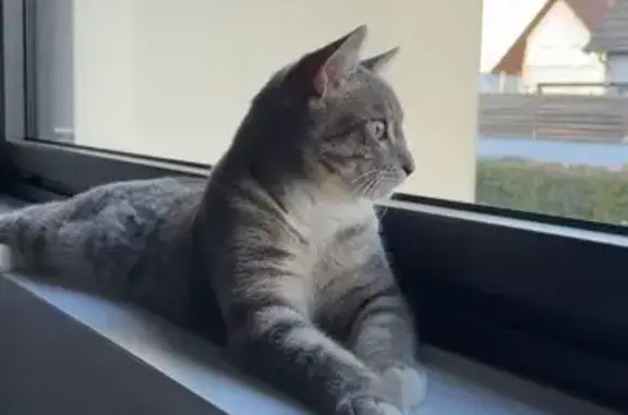 Chat perdu à Duttlenheim : Milo recherché - photo
