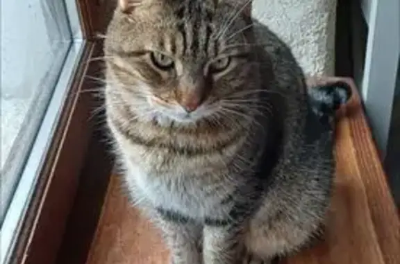 Chat perdu : Marron tigré, yeux verts - photo