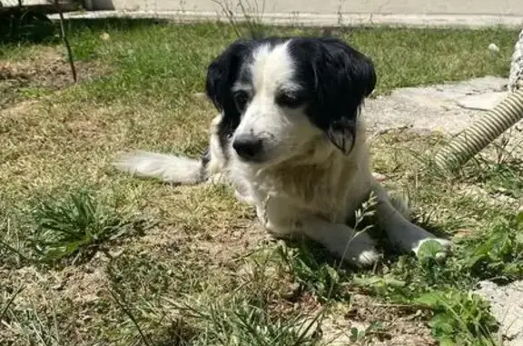 Chien perdu à Bon-Encontre, Nouvelle-Aquitaine - photo
