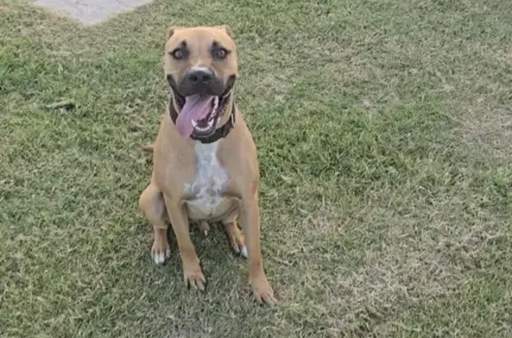 Missing dog Waco, photo: Lost Tan Black Mouth Curr in Waco