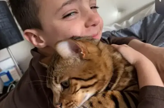 Help Find Freddy: Missing Bengal Cat