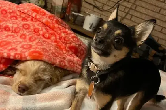 Missing dog Delta, photo: Lost Dog: Gray Face, Purple Collar