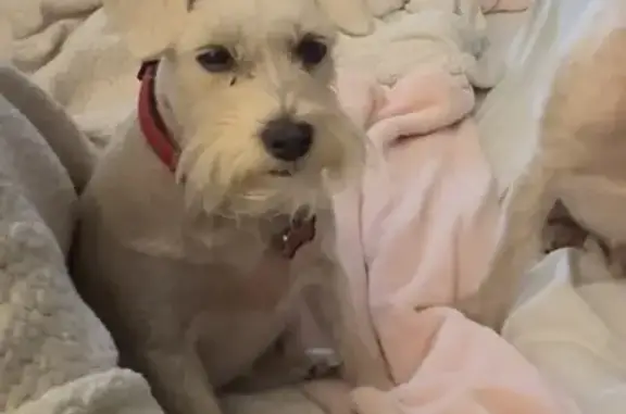 Lost Schnauzer: Pink Collar, Needs Meds