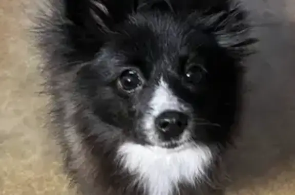Lost Pomeranian: Addy in Conway