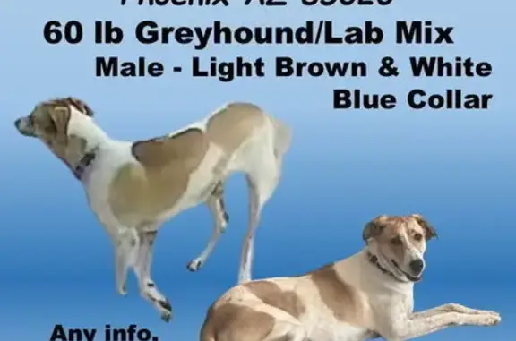 Lost Greyhound: Light Brown & White, Phoenix