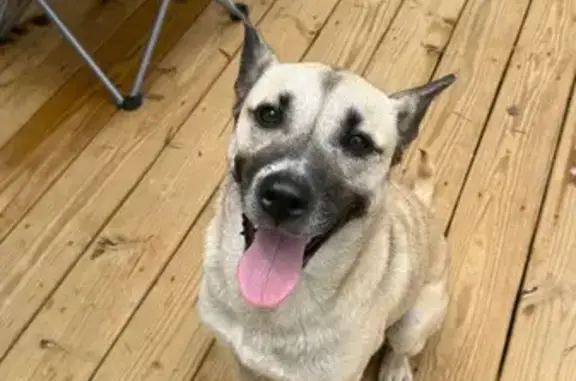 Found Dog: White/Tan, Green Spay Mark