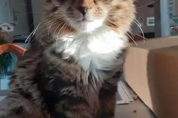 Animaux perdus , photo: Chatte perdue à Pontevès, beige et grise