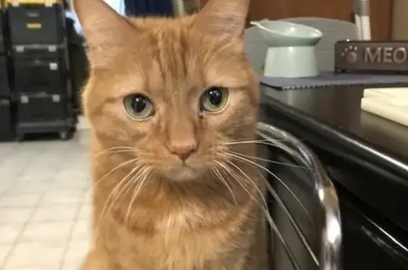 Lost Orange Tabby Spotted in Wasaga Beach