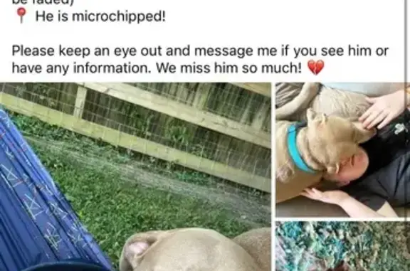 Missing dog , photo: Lost Silver Lab Mix in Atoka - Microchipped!