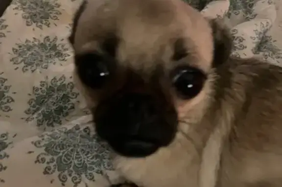 Lost Small Dog: Brown & Black in San Antonio