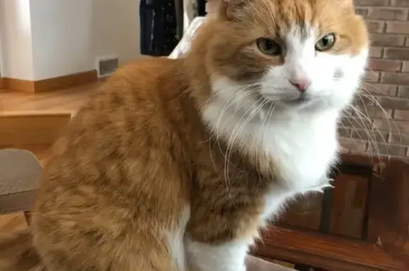 Lost 15-Year-Old Orange Tabby in Essexville