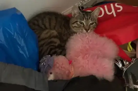 Lost Cat: Unique Markings, Wakelee Ave