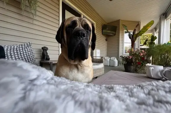 Help Find Romie: Lost English Mastiff!