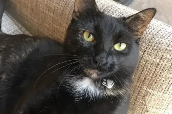 Lost Tortie Cat: Maple Grove Area