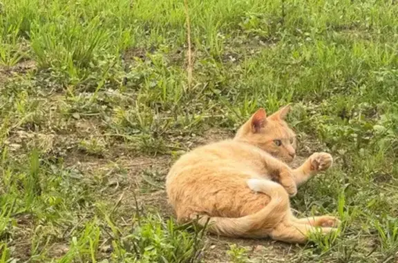 Chat perdue Rousse, taches blanches, Jœuf - photo