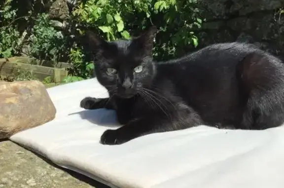 Petite minette noire perdue à La Hague - photo