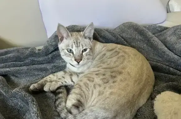 Lost Snow Lynx Bengal in Vineyard, Utah