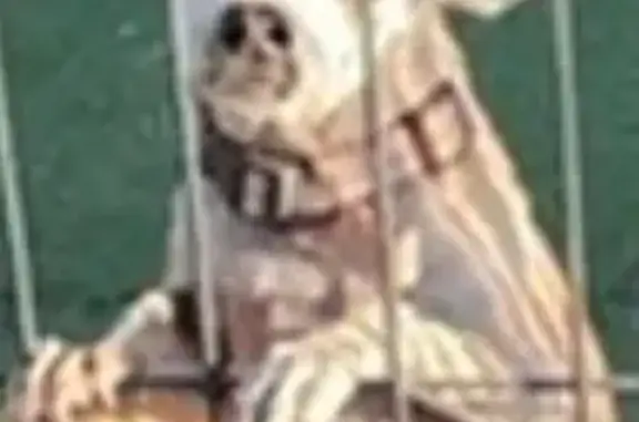 Lost Beige Chihuahua, 14, Tonopah Area