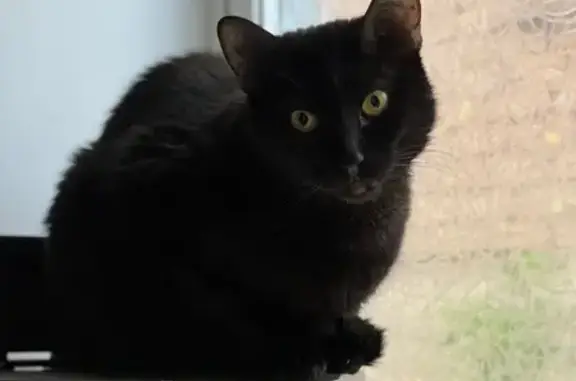 Lost: Friendly Black Cat on Breton Ave