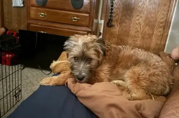 Found dog Waunakee, photo: Found: Curly-Haired Puppy in Waunakee