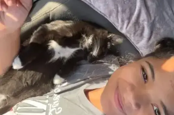 Missing cat Springfield, photo: Lost Cat: Black with White Paws & Tail Tip