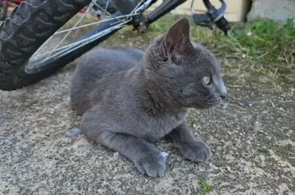Chat trouvé Le Mans, photo: Chat gris-bleu trouvé Rue du Lieutenant