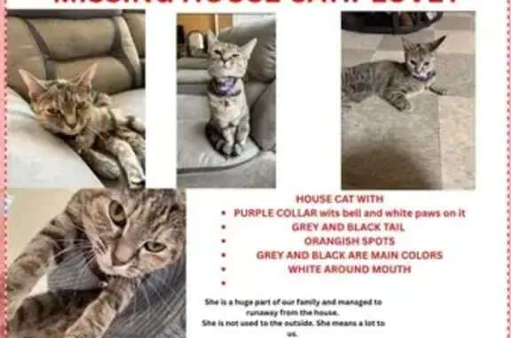 Lost Cat: Purple Collars, Central Ave