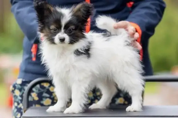 Perros perdidos, , foto: ¡Perro perdido! Cachorro en El Romero