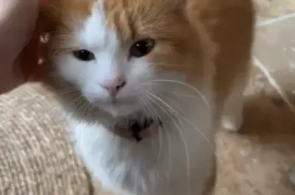 Chat perdu : Ulysse, roux et blanc, Metz - photo