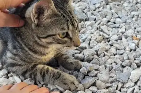 Animaux trouvés Montélimar, photo: Jeune chat tigré trouvé à Montélimar