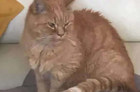 Chat roux perdu, sociable, St-Quentin - photo