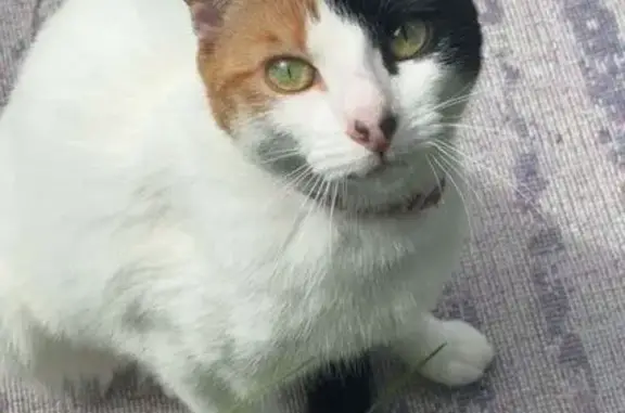 Lost Cat: White with Spots, Pink Collar