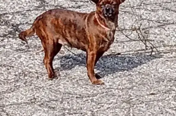 Friendly Brindle Dog Lost on Chatsworth Hwy