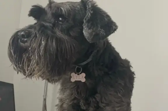 Chien perdu Gassin, photo : Schnauzer noire 13 ans perdue à Gassin