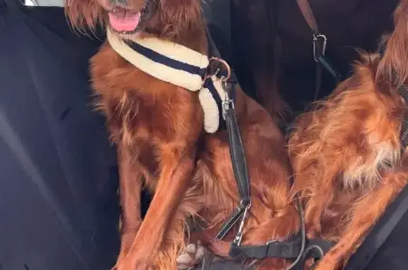 Chien perdu Merlevenez, photo : Setter irlandais rouge perdu, 3 ans, craintif