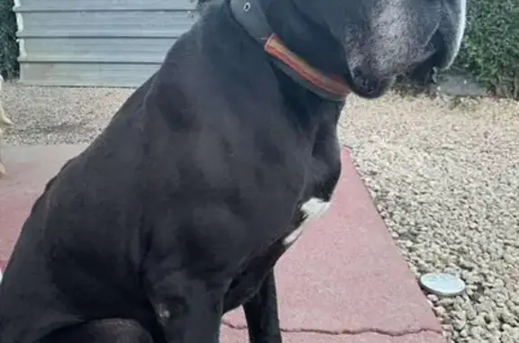 Perros perdidos, Culleredo, foto: Urgente: Gran Danés Negro Perdido en Culleredo
