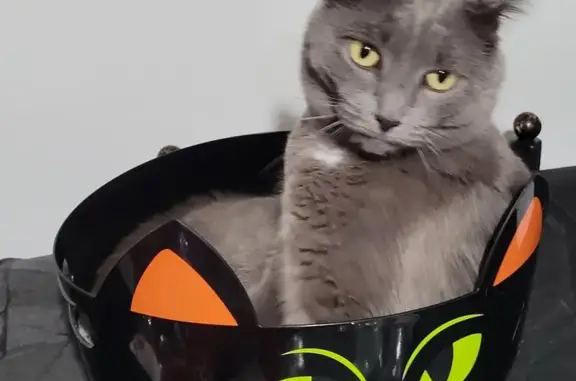 Lost Gray Cat Ashley: Westerville Area