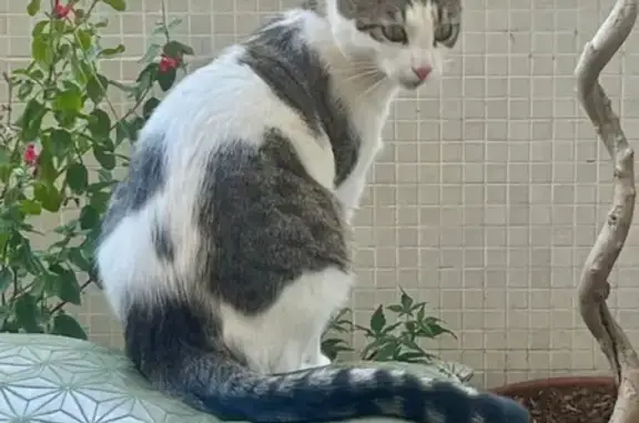 Chat perdu : Evo, blanc taches grises, La Ciotat - photo