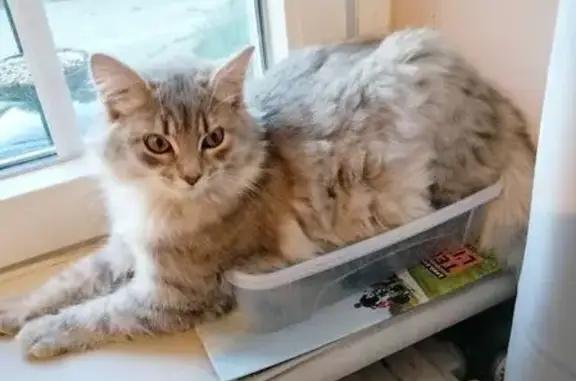 Animaux perdus Lanvallay, photo: Chatte Sibérienne grise perdue à Lanvallay