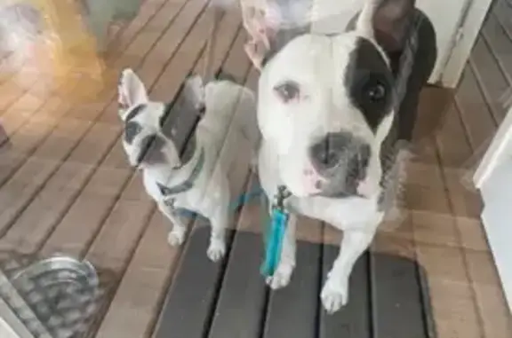 Deux chiens perdus à Chirens - photo