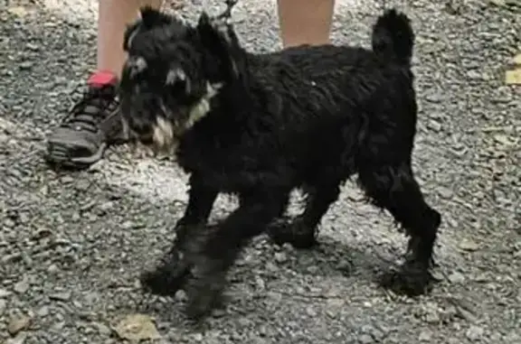 Chien perdu: Schnauzer nain 14 ans noir - photo