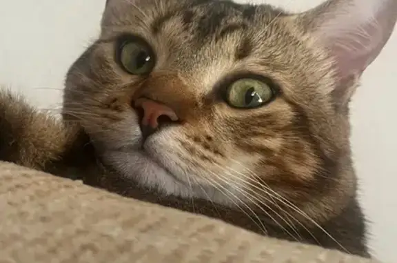 Búsqueda de mascotas, foto: Gato Perdido en Torrejón: ¡Ayúdanos a Encontrarlo!