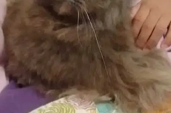 Se Busca: Gata Persa Gris con Collar Verde
