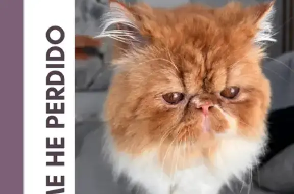 Gato Perdido en Torremolinos: Blanco y Naranja