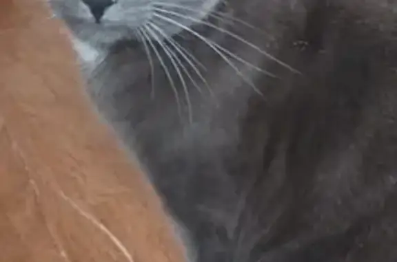 Animaux perdus Benet, photo: Chat perdu : mâle chartreux, tâche blanche